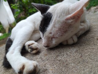 cat sleeping on the bed