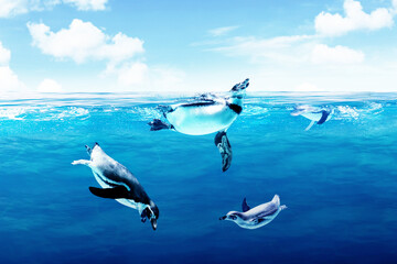 Humboldt Penguins swim in water under blue sky