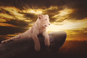 Lioness lying on the rocks at sunset