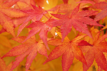 赤く色付いた紅葉イメージ