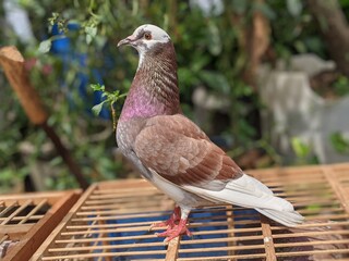 pigeon in the park