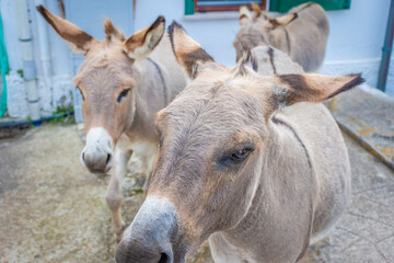 Fototapeta premium Asinara Island's endemic donkey