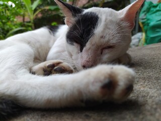 cat sleeping on the bed