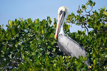 Pelicans Perched in the Mangroves in South Florida