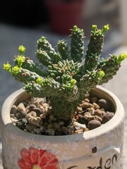 euphorbia caput-medusae