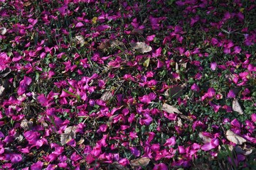 A view of Sasanqua flowers and scattered petals.