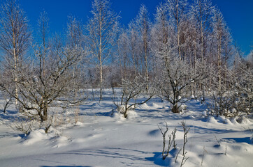 Snow-covered trees in winter forest in Russia