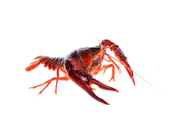 Crawfish