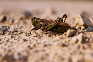 A grasshopper on gravel