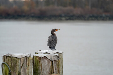 one cormorant resting on the tin foil covered wooden piers near the river on an overcast day