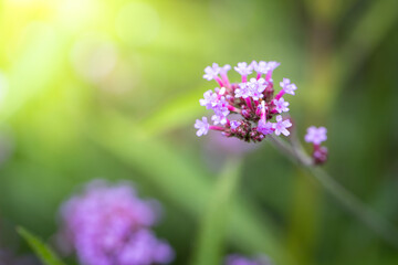 Obraz premium The background image of the colorful flowers