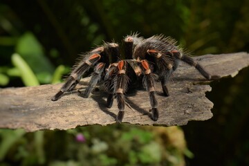 Close-up of Brahipelma Smitti Mexican red knee tarantula on moss shortly after molting.