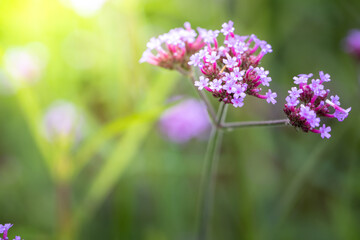 The background image of the colorful flowers