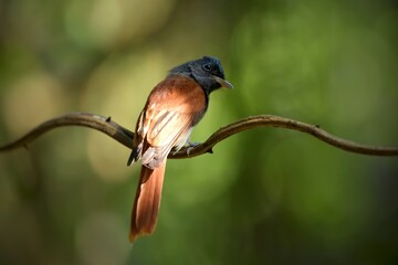 With a short crest set as a ridge Dark gray head and chest The top head is dark, slightly glimpse. The skin around the eyes and mouth is dark blue.