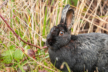 close up of a cute rabbit with black and grey fur resting besides tall brown grasses
