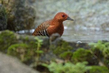 Red-legged Crake are bathed in a pond in the forest.	