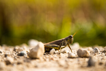 a grasshopper in front of a green background