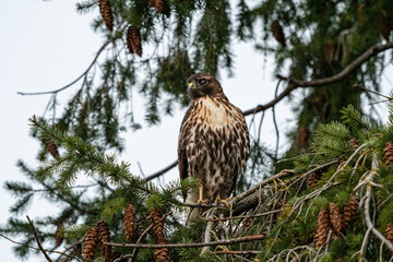close up of a beautiful hawk resting on the branches of a pine tree in the park 