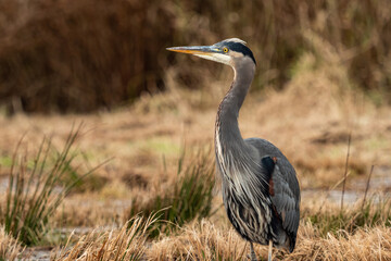 a portrait of a beautiful great blue heron standing on the open field filled with brown tall grasses