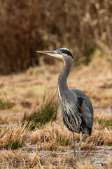 a portrait of a beautiful great blue heron standing on the open field filled with brown tall grasses