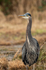 a portrait of a beautiful great blue heron standing on the open field filled with brown tall grasses