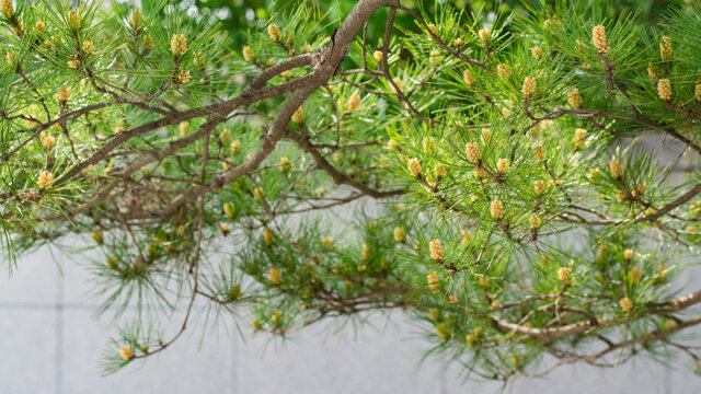 Closeup of pine trees grow in the garden