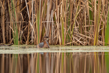 one small cute grebe bird resting on the surface of an algae-filled pond in front of tall brown grasses