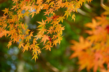 秋と紅葉のモミジ
