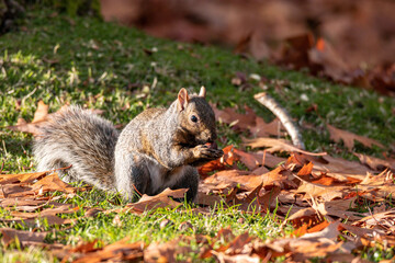 close up of a cute grey squirrel eating a nut holding on its paws while sitting on orange fall leaves filled grasses in the park