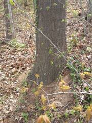autumn in the forest