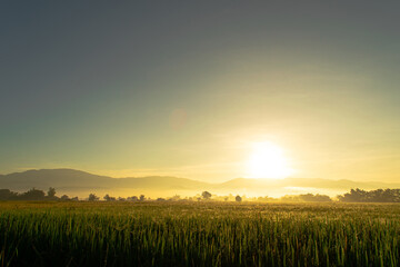 green rice fields and sunrise background