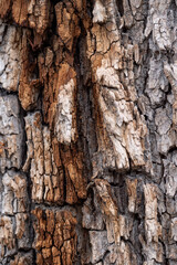 background texture of very rough tree trunk surface with a different shades of brown coloration.