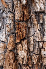 background texture of very rough tree trunk surface with a different shades of brown coloration.