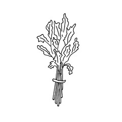 A sprig of cilantro, hand-drawn black and white.