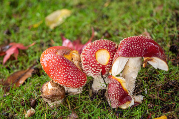 couple mushrooms with red-spotted caps grown on green grass field under the shade