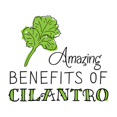 Hand-drawn green sprig of cilantro. The inscription "amazing benefits of cilantro".