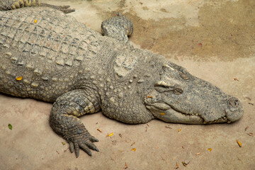 Obraz premium Close up shot of enormous size sleeping crocodile in zoo shows details of skin texture, head and body of great carnivorous animal which is now in endanger wildlife, and needs to be in preservation