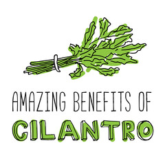 Hand-drawn green sprig of cilantro. The inscription "amazing benefits of cilantro".