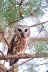 owl on branch