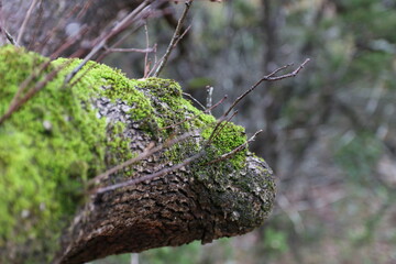 Fall season landscape in Los Maples, TX