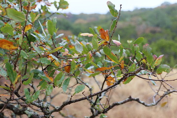 Fall season landscape in Los Maples, TX