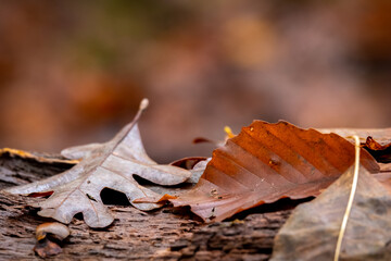 Autumn vibes. Raleigh, North Carolina.