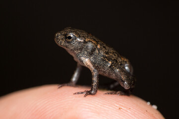 frog on a hand