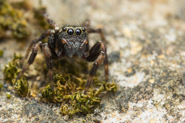 jumping spider on the sand