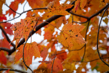 Autumn vibes with bright red and orange leaves of a Red Maple (Acer rubrum). Raleigh, North...