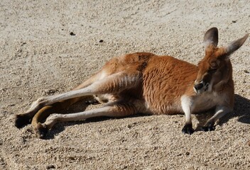 Fototapeta premium カンガルー