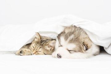 Malamute puppy lies and sleeping in an embrace with a cat under a white blanket at home on the bed