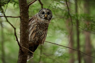 Barred Owl, Nova Scotia, Canada, September 2020