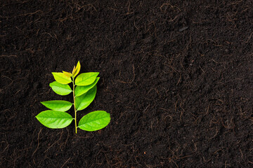 Top view of Green leaves on fresh black soil with mulch for gardening, black land, Concept of global pollution, World Soil Day and Environment conservation
