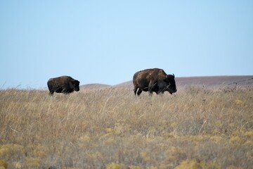 bison in park